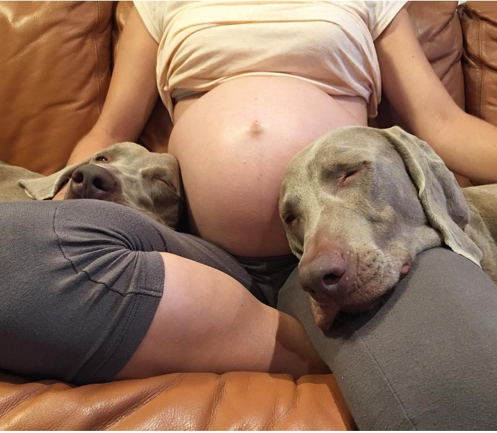 Treue Hunde wachen 9 Monate über Babybauch. Auch seitdem das Baby auf der Welt ist, beschützen sie es wie ihr eigenes Kind